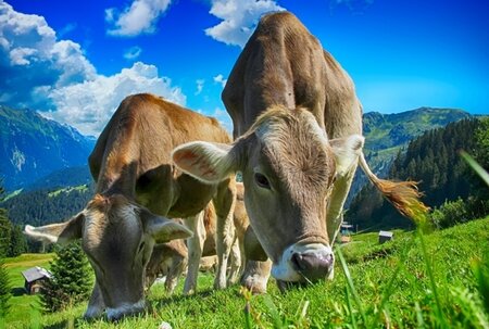 LWG Animal Welfare Group - Autumn 2021 Meeting Recap