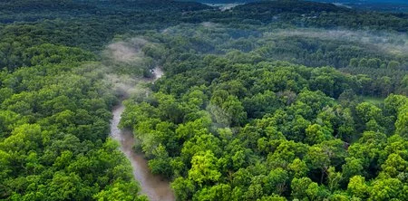Green forest