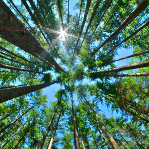 Innovative chain of custody project to be launched at member conference