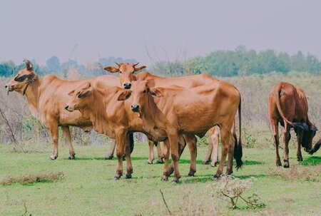 Overview of the September LWG Animal Welfare Group Webinar