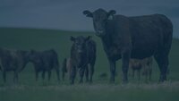 Get updates on The Global Traceability Framework for Beef and Leather with this webinar